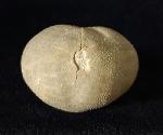 Pliotoxaster buitronae FORNER & VALLS 2019 - Bild © FossNet FossilienStore
